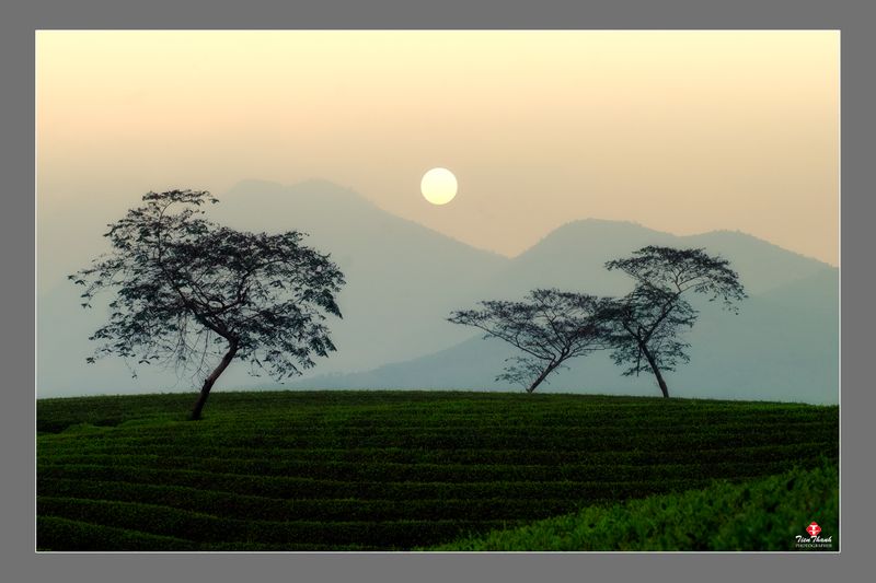 Bình minh đồi trè